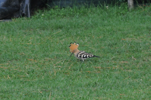 I Comitato Scientifico A.MI.Umbria