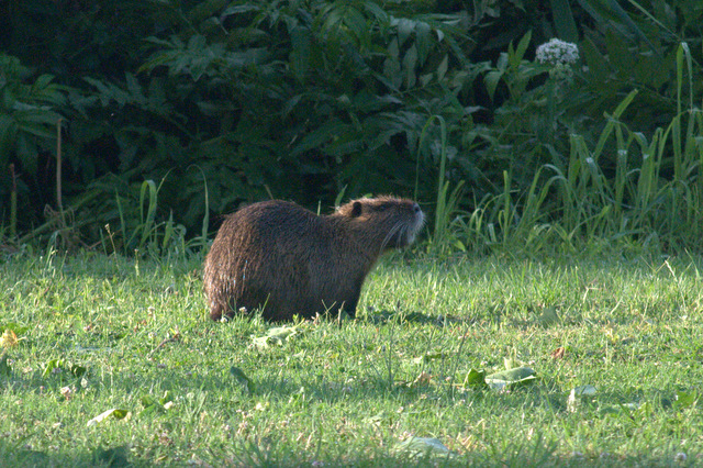 I Comitato Scientifico A.MI.Umbria