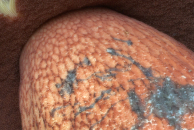 Altino con gli amici delle Marche