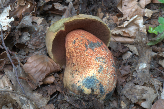 Altino con gli amici delle Marche