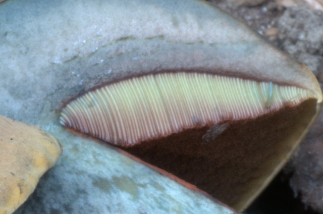 Altino con gli amici delle Marche