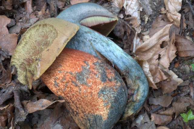 Altino con gli amici delle Marche