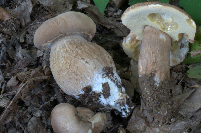 Altino con gli amici delle Marche