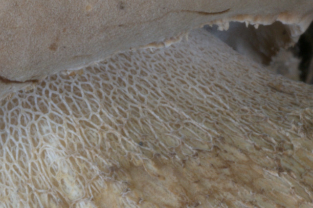 Altino con gli amici delle Marche