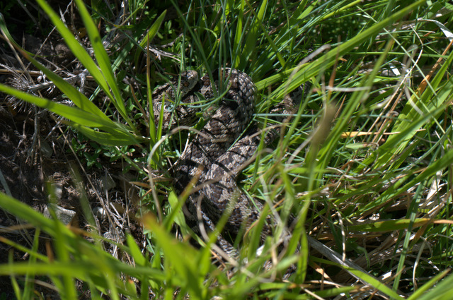 Altino con gli amici delle Marche