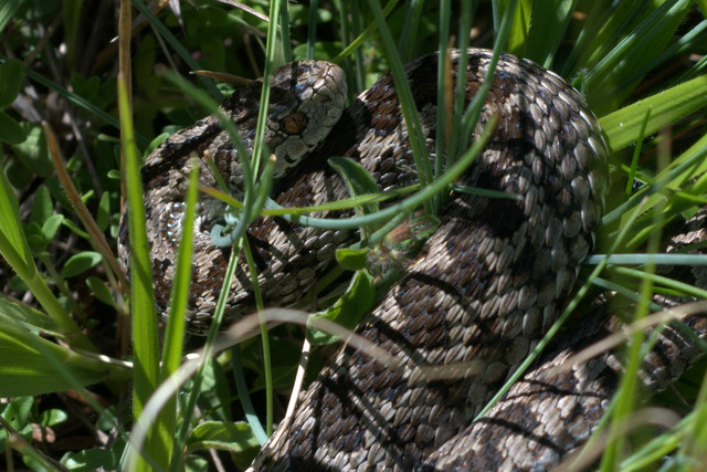 Altino con gli amici delle Marche