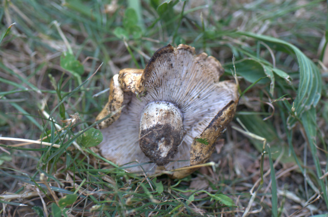 Altino con gli amici delle Marche