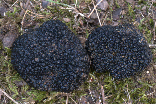 Tuber aestivum dalla fotografia alla microscopia