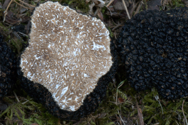 Tuber aestivum dalla fotografia alla microscopia