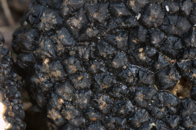 Tuber aestivum dalla fotografia alla microscopia
