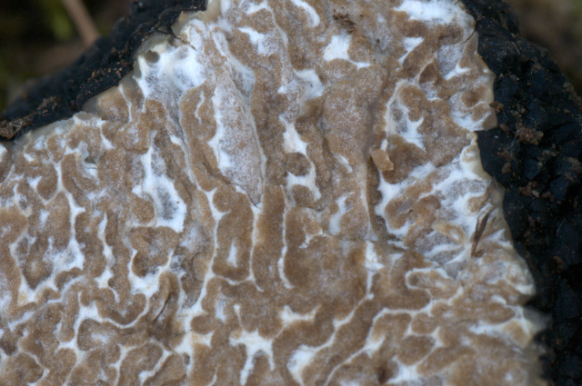 Tuber aestivum dalla fotografia alla microscopia