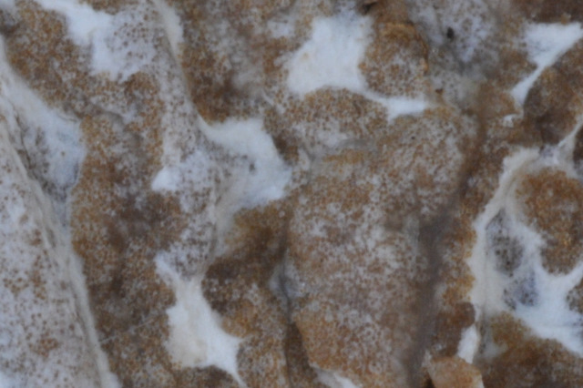 Tuber aestivum dalla fotografia alla microscopia