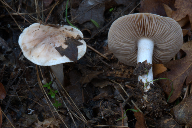 UN GIORNO CON GLI AMICI DEL FORUM