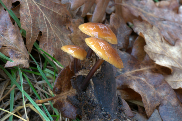 UN GIORNO CON GLI AMICI DEL FORUM