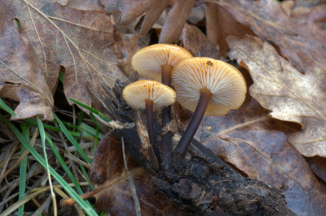 UN GIORNO CON GLI AMICI DEL FORUM