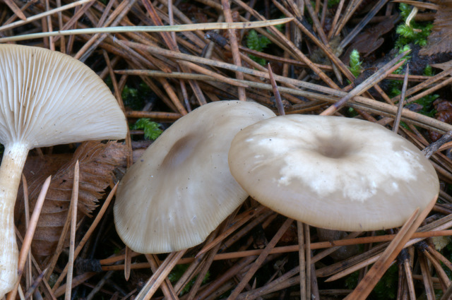 UN GIORNO CON GLI AMICI DEL FORUM