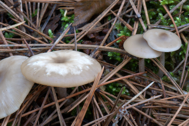 UN GIORNO CON GLI AMICI DEL FORUM