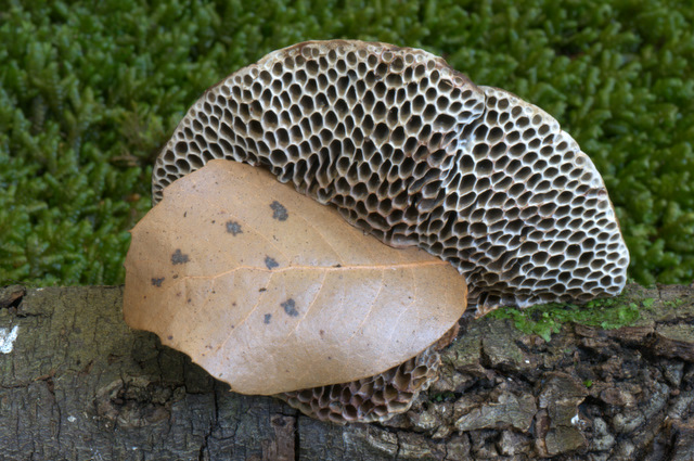 UN GIORNO CON GLI AMICI DEL FORUM