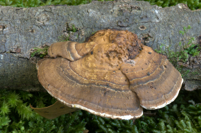 UN GIORNO CON GLI AMICI DEL FORUM