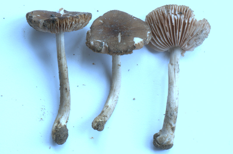 Pluteus cinereofuscus J.E. Lange,