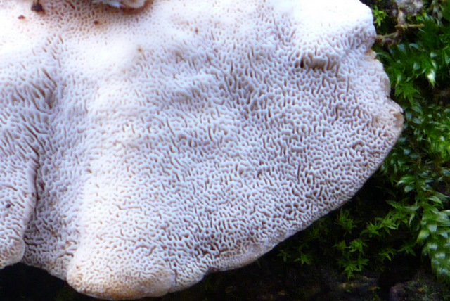 Bosco di Collestrada Pg