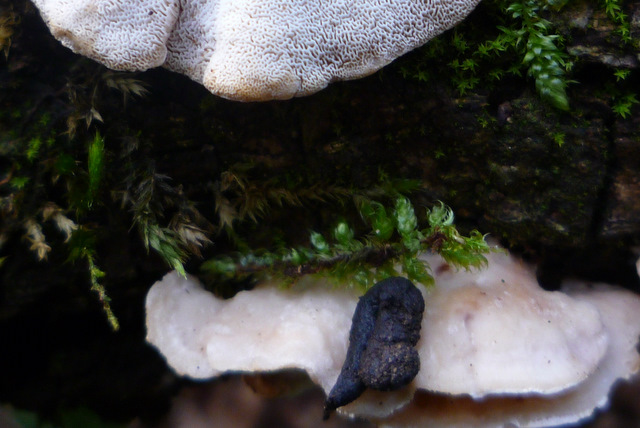 Bosco di Collestrada Pg