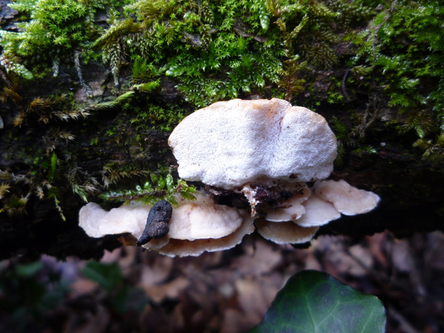 Bosco di Collestrada Pg