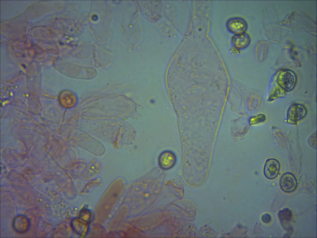 Pluteus cinereofuscus J.E. Lange,