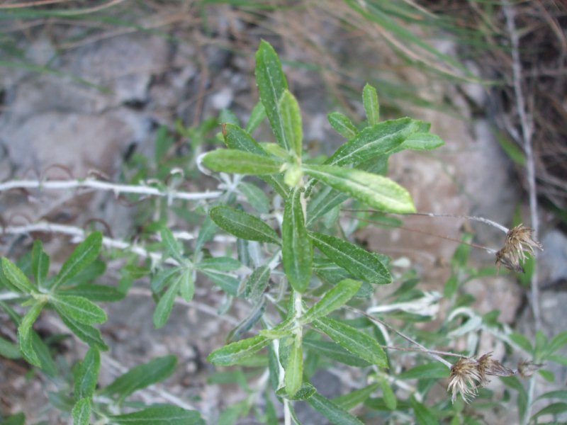 Punta campanella, Penisola sorrentina....1