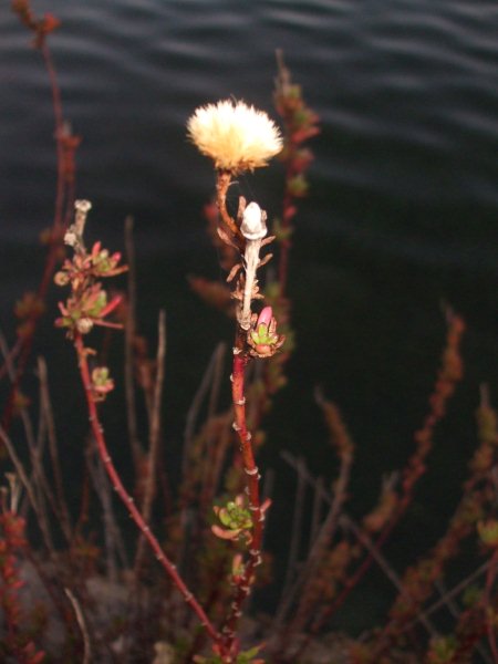 Lago Miseno, (NA) - Limbarda crithmoides