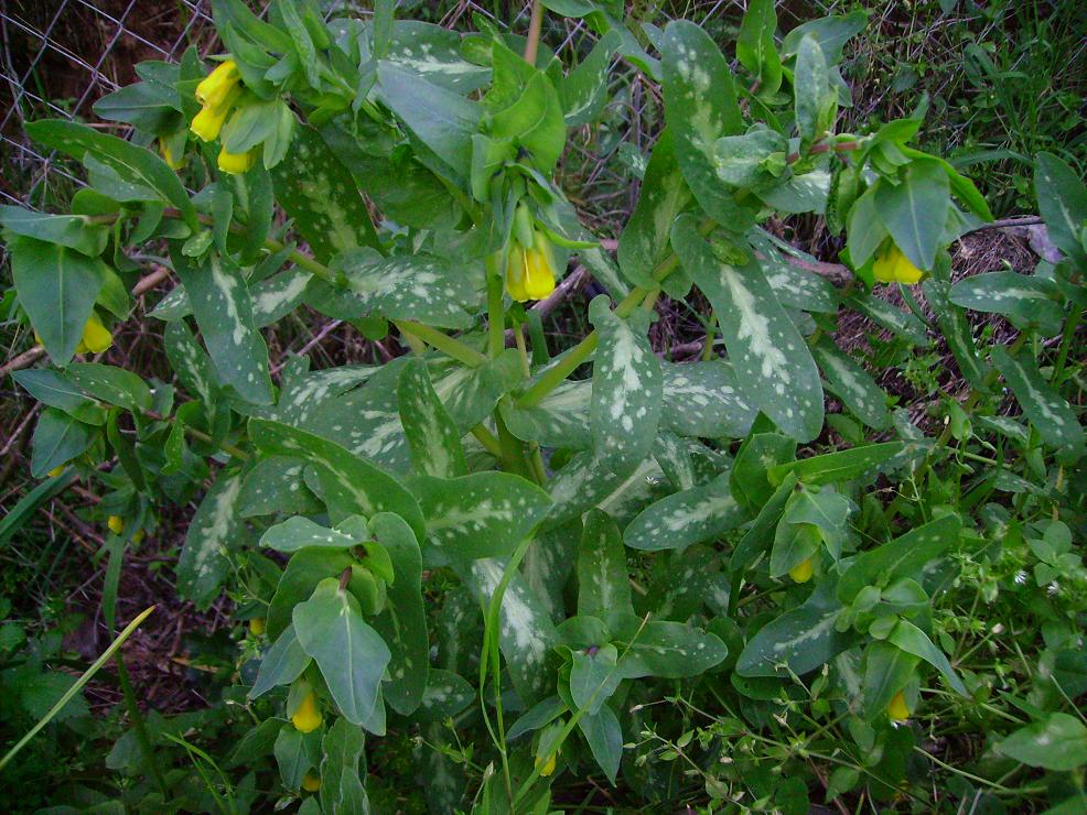 Cerinthe major
