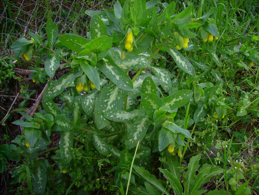 Cerinthe major