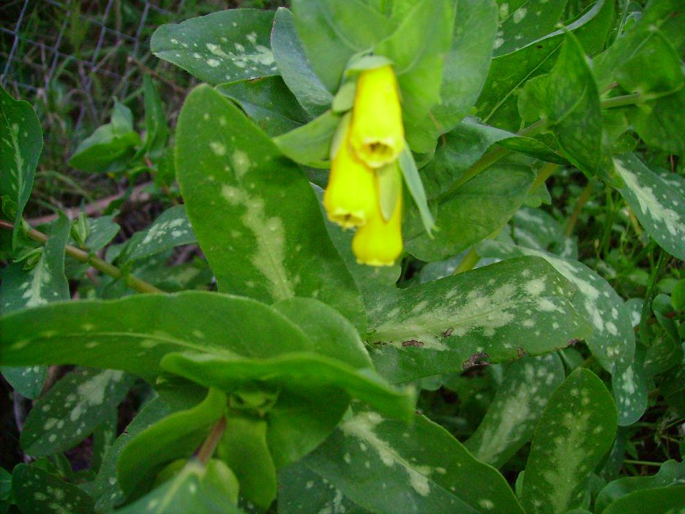 Cerinthe major