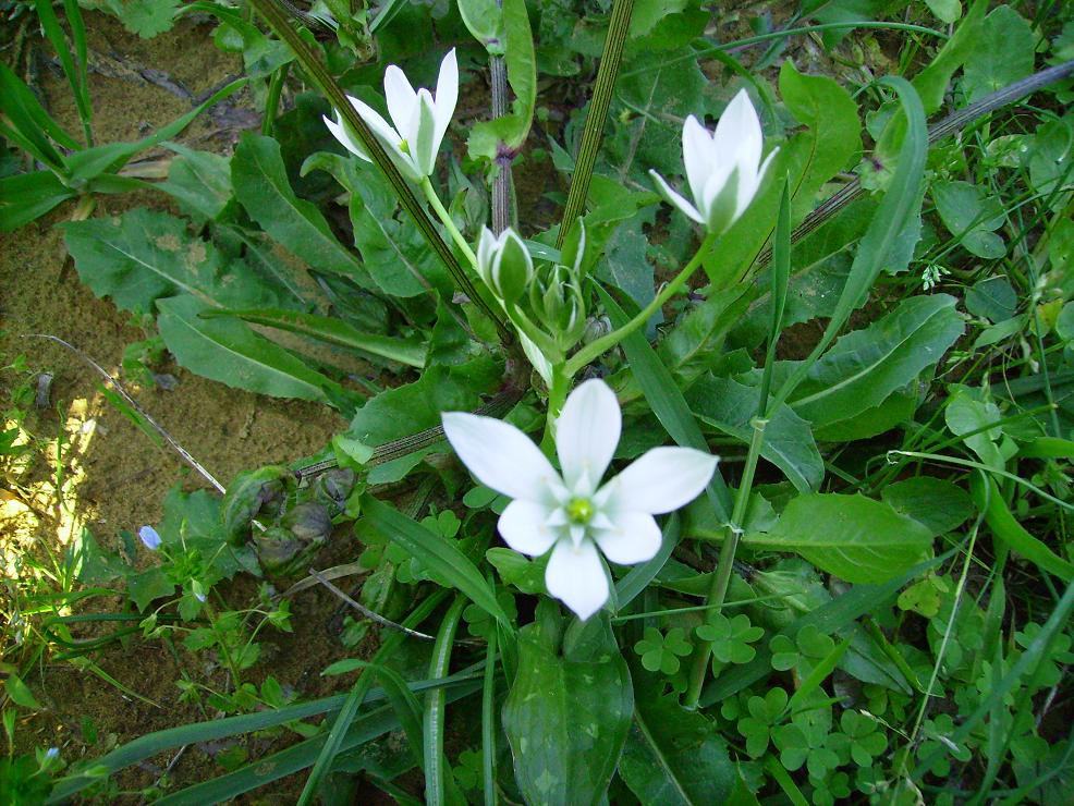 Ornithogalum umbellatum