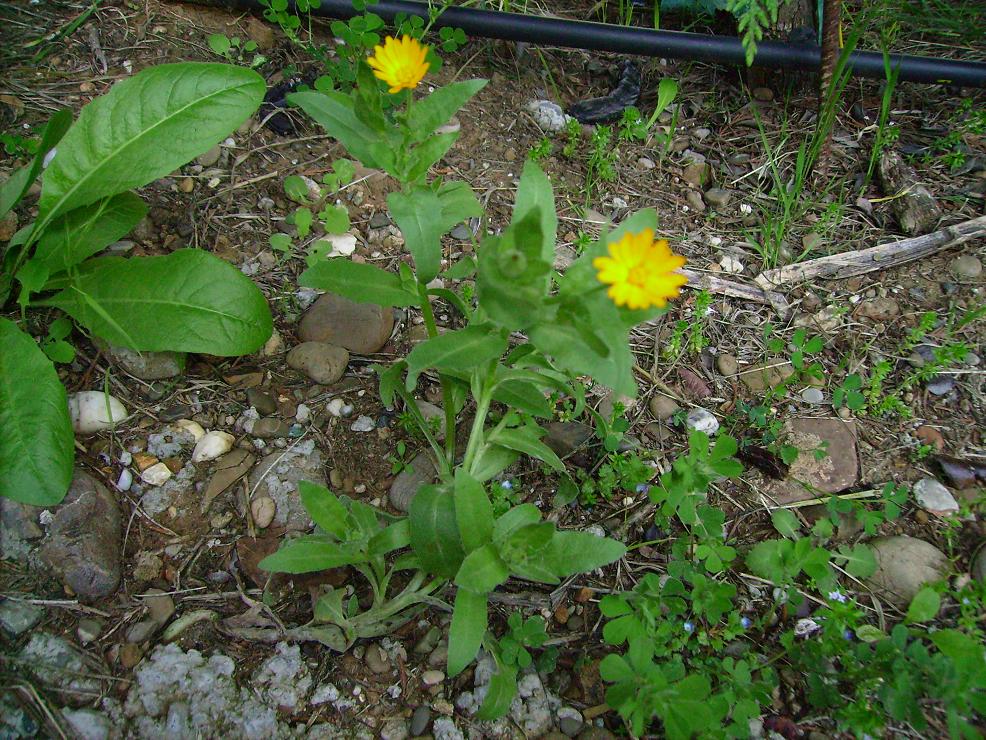 Calendula sp