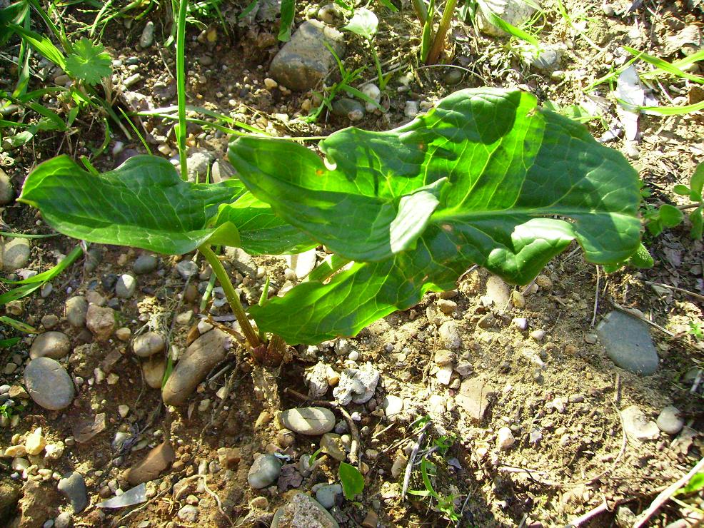 Arum sp.