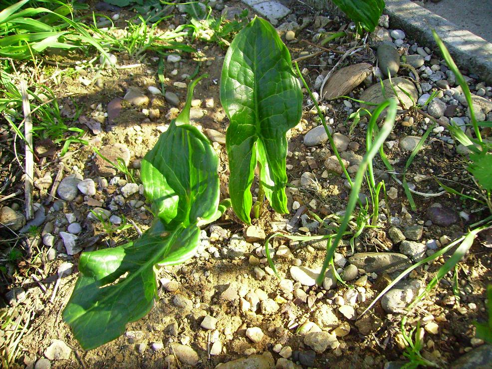Arum sp.