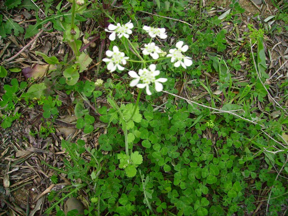 Tordylium apulum