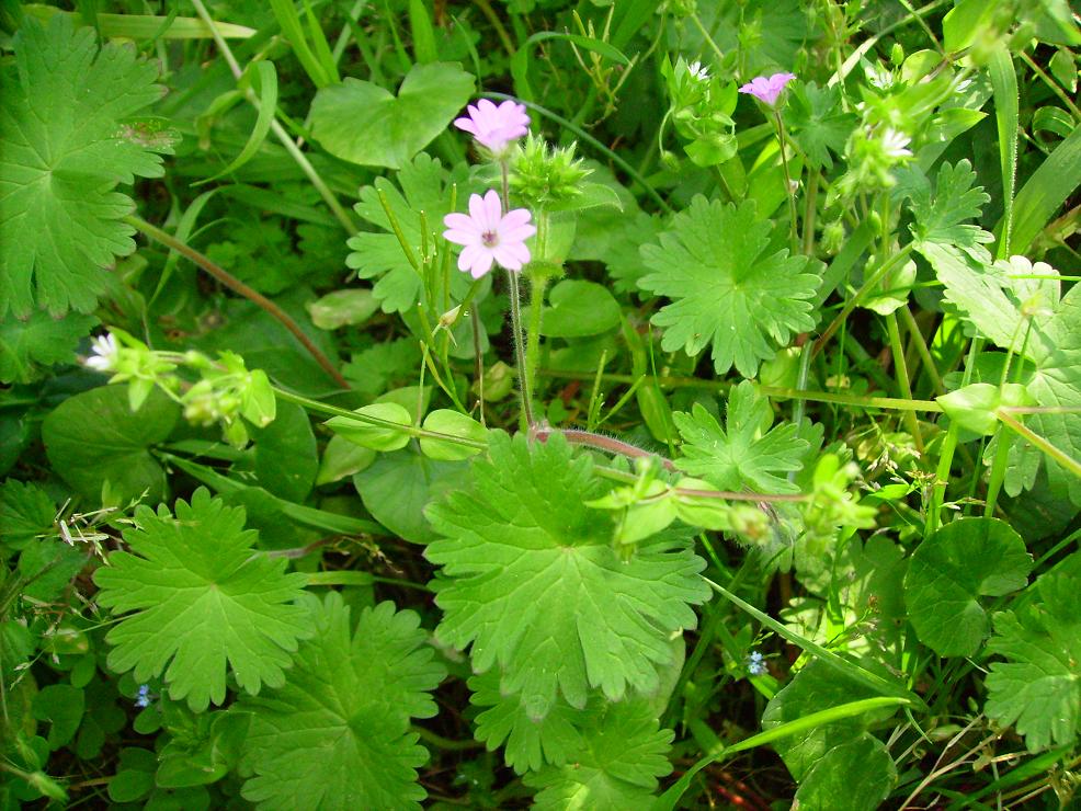 Geranium molle