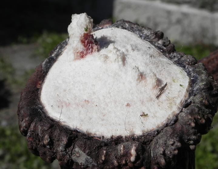 palchi raccolti