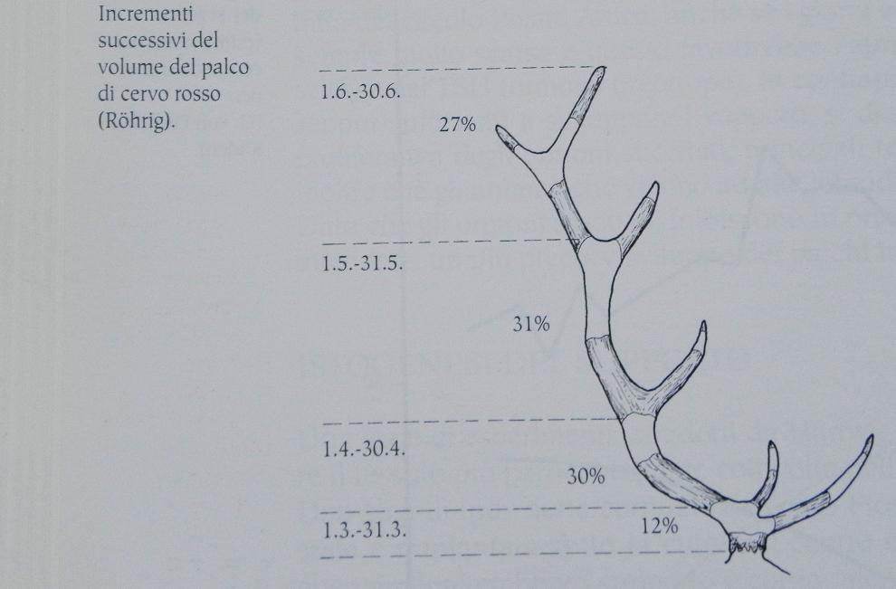 PASSIONE PER IL CERVO