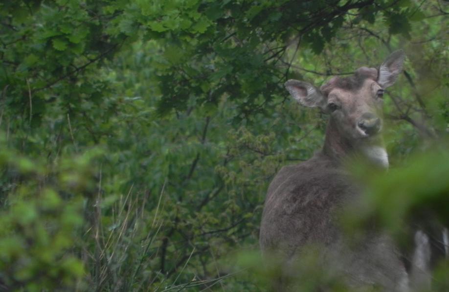 Daino: colorazione del mantello e altro...
