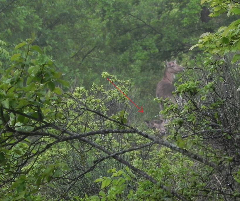 Daino: colorazione del mantello e altro...