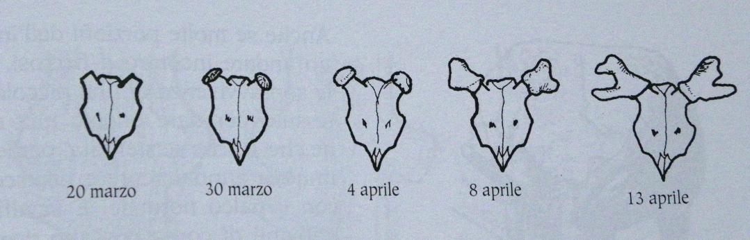 PASSIONE PER IL CERVO