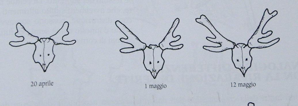 PASSIONE PER IL CERVO