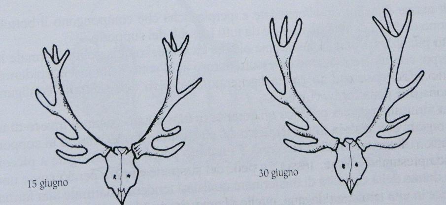 PASSIONE PER IL CERVO