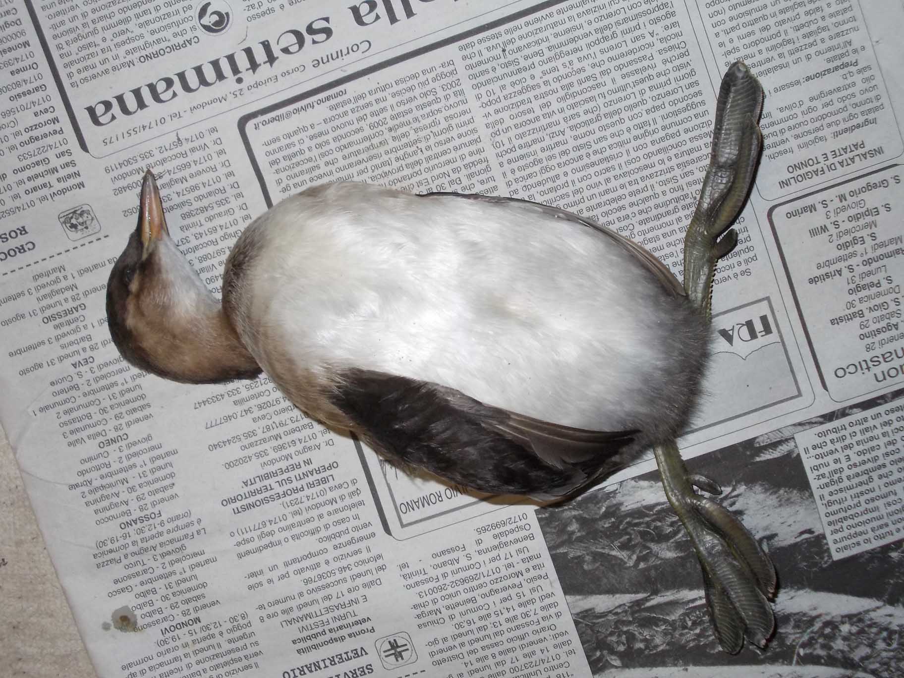uccello migratore