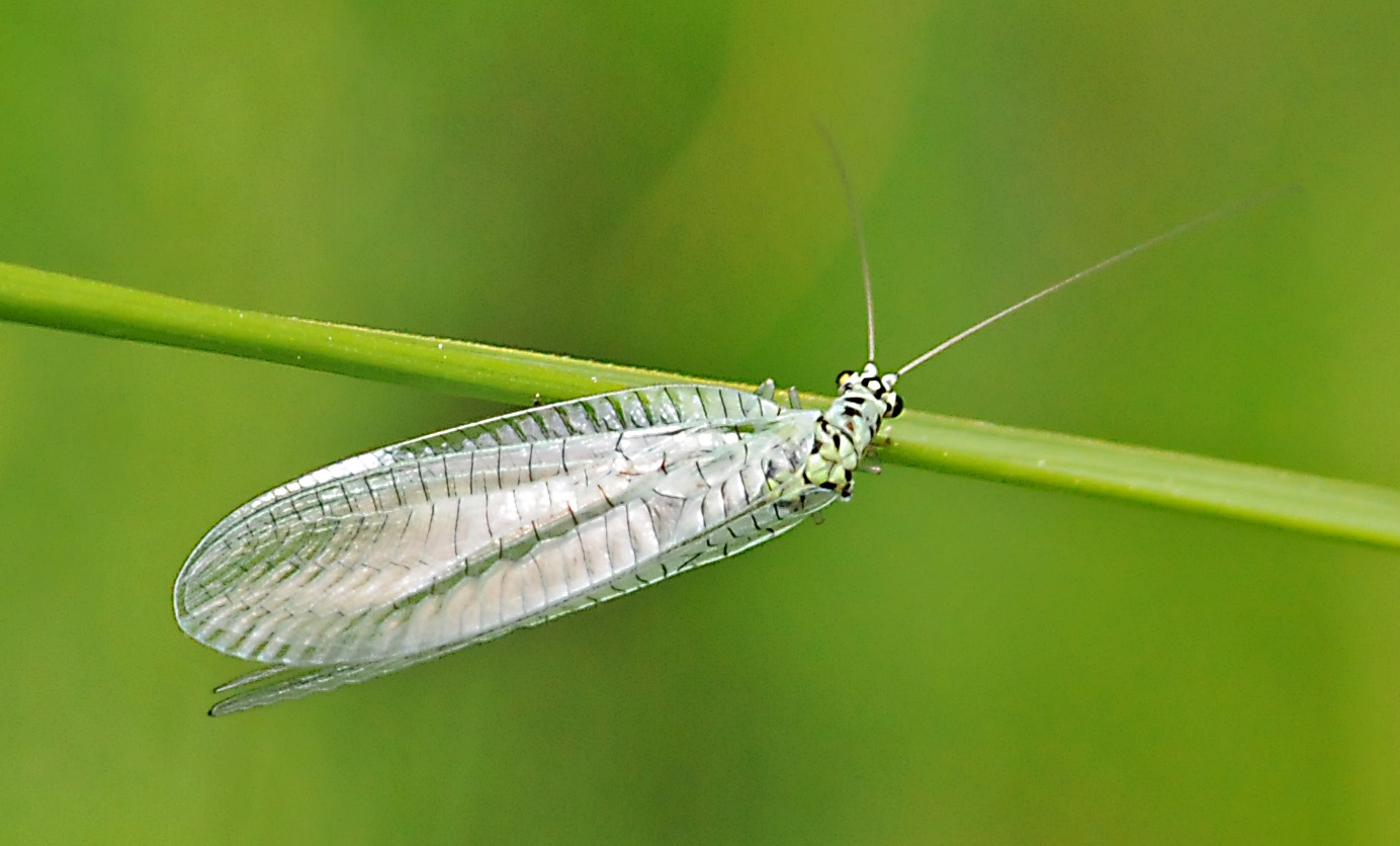 Chrysopa perla