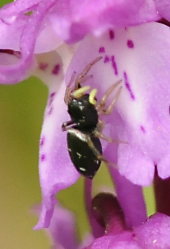 Heliophanus sp.
