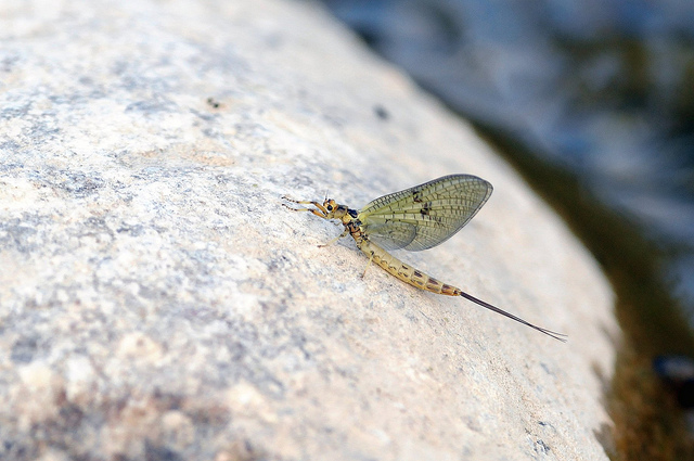 Ephemera danica